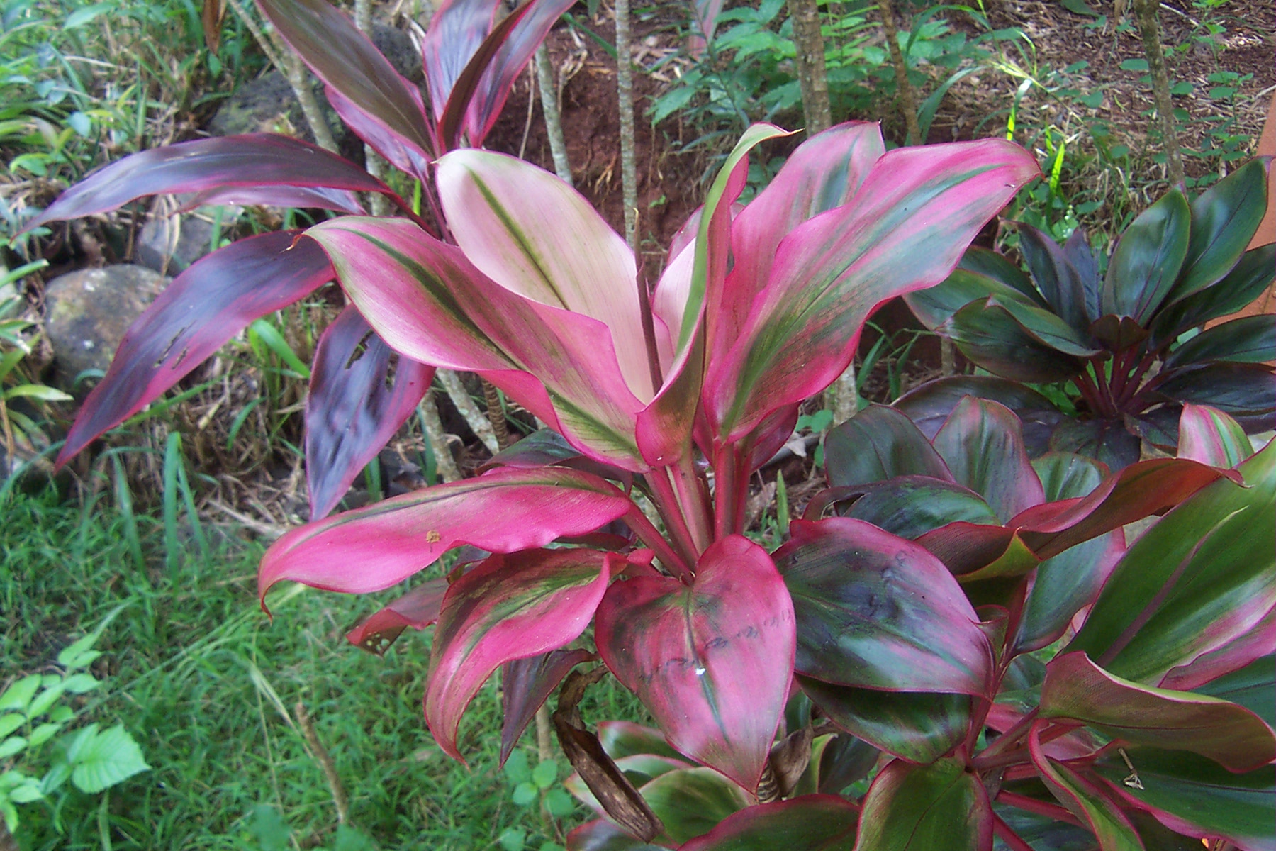 پالم,King of tropical foliage,کوردلینا
